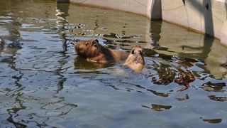 クモザルとカピパラ