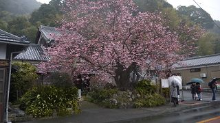 ６０年前に植えた桜です。