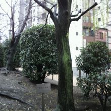 銀座の柳の木２世です。左下に、柳の木２世との案内板が見えます