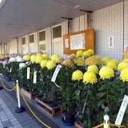 新富士菊花展