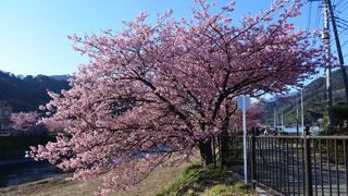 早咲きの桜はいいですね！