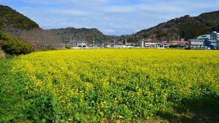 元気な百姓の花畑公園 