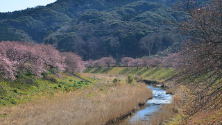 みなみの桜と菜の花まつり
