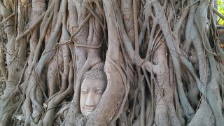 これが見たかった木の中の仏様