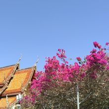 屋根より高いブーゲンビリア