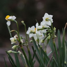 犬吠埼灯台の麓に咲く水仙
