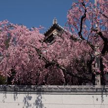 参考写真：2015.3.31撮影　自性院の枝垂れ桜