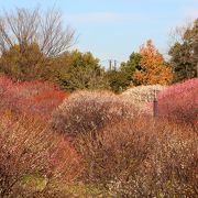 紅梅は満開、白梅は5分・部分的に7分の開花／越谷梅林公園2016年2月18日の状況