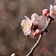 梅の本数は300本。様々な花色がある