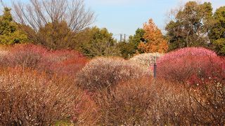 紅梅は満開、白梅は5分・部分的に7分の開花／越谷梅林公園2016年2月18日の状況