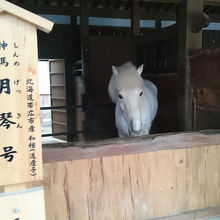 白馬に途中で出会えます