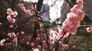 梅香る庭園へ