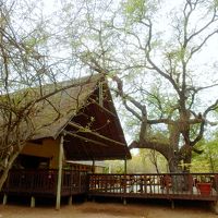 この庭にシマウマたちがやって来ます