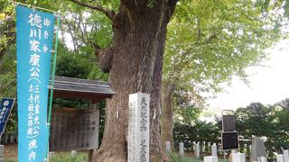 立派なイチョウの木