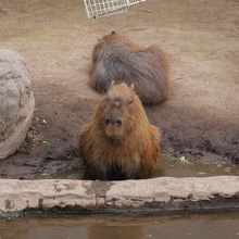 なごむ顔のかぴぱらです