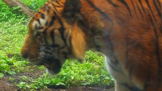 アムールトラやユキヒョウなど、獰猛な動物が飼育されています