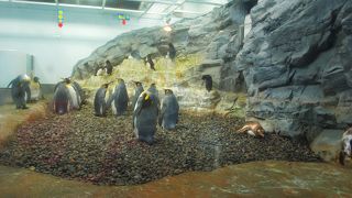 水中トンネルから見るペンギンがおすすめです