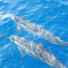 ダイビングのボートに来てくれたイルカ