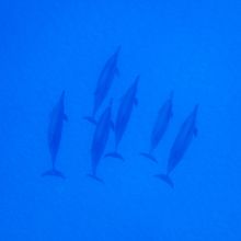 透明度が・・・。