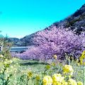 点在する河津桜とのどかな日本の景色