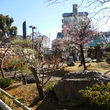 半分ぐらい咲いている梅と多数の絵馬