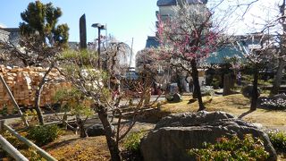 平成28年の梅まつりは２月８日から３月８日です