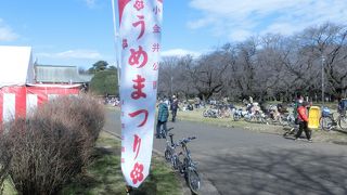 梅は咲いたが、桜が待ち遠しい