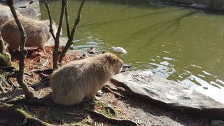 とにかく広い園内に動物たくさん