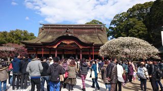 学問の神様、梅が沢山咲いてました