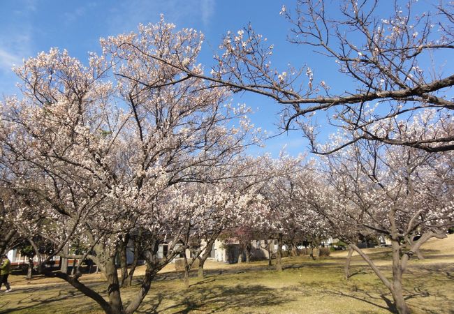 梅園公園