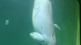オススメの水族館です。