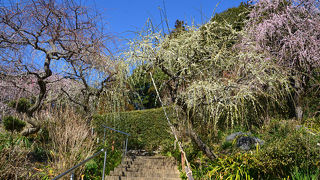 龍尾神社のしだれ梅