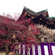 時々満開の梅もありました！