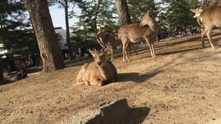鹿に沢山会える場所