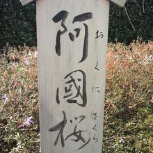 歌舞伎の元祖とされる阿国ゆかりの桜です。屋上庭園の柱です。
