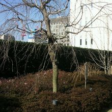 阿国ゆかりの桜の木です。桜の花が、歌舞伎の伝統を育んでいます