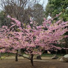 のびのび原っぱに咲く河津桜