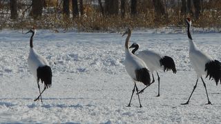 冬期も霧多布湿原に関する情報を提供