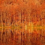 紅葉が美しい静かな森