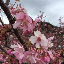 桜のアップ
