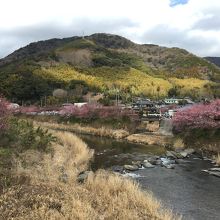 河津桜と山々