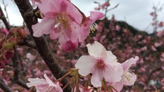 2月半ばの河津桜
