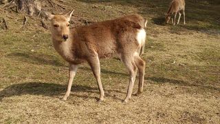 鹿がいる