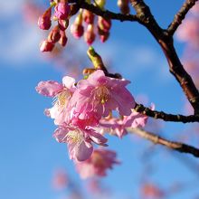 今年も河津桜が咲き始めました。
