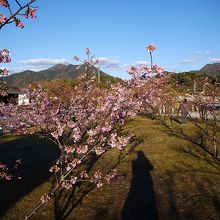 河津桜は背の低い早咲きの桜です。