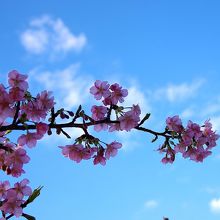 青空にピンクの可憐な桜が映えます。