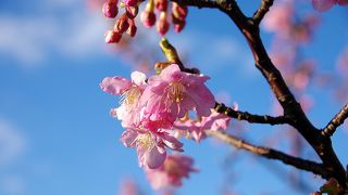 今年も河津桜が咲き始めました