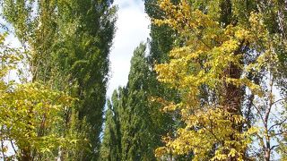 タクシーで見に来る人もいます。