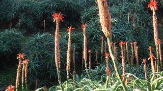 アロエの山を初めて見ました。