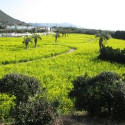 満開の菜の花・・・春を感ますよ